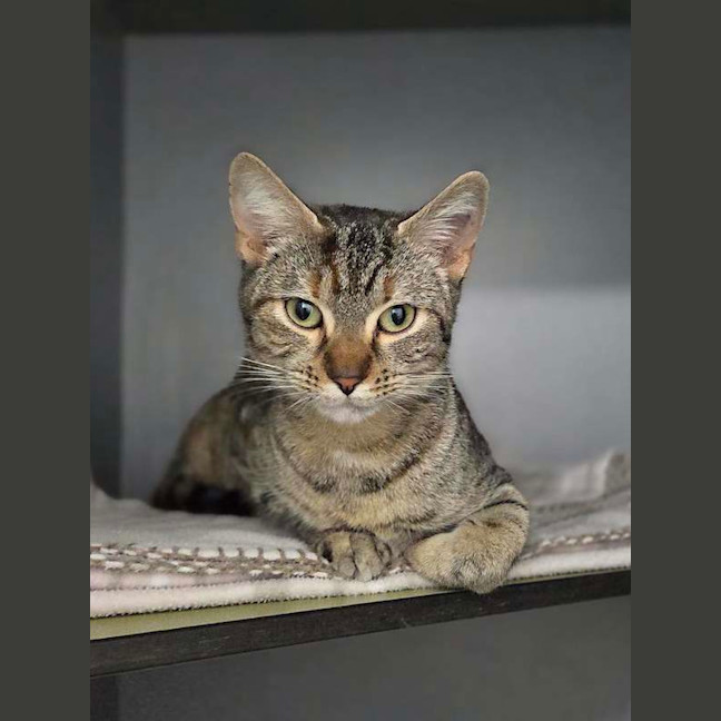 Photo of Tiger Lilly