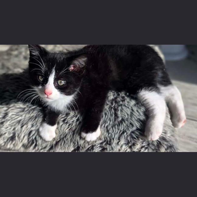 Photo of Chedder