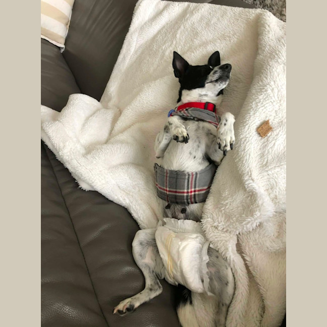 Photo of Bindi   5 Year Old Fox Terrier