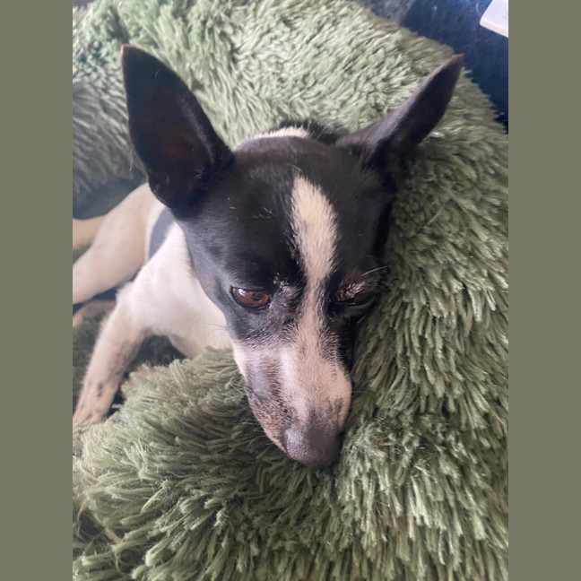 Photo of Trick   10 Year Old Mini Foxy