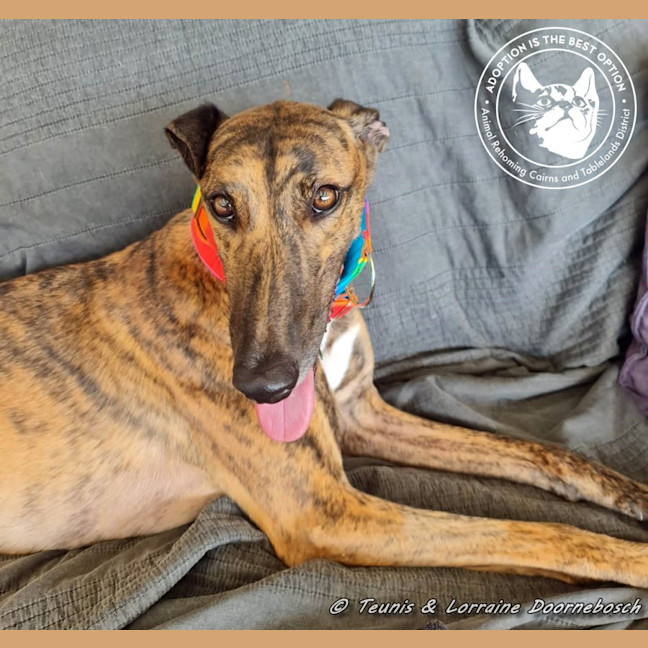 Photo of Milly (Gracious Miss)