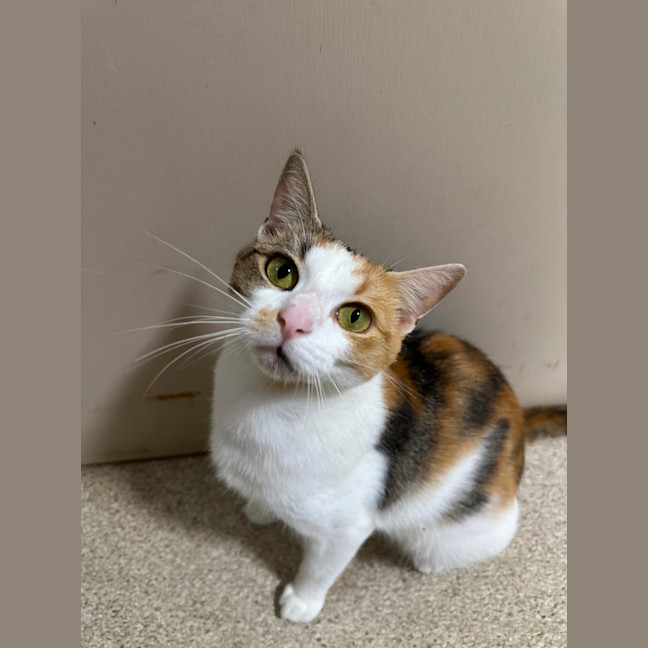 Photo of Pumpkin