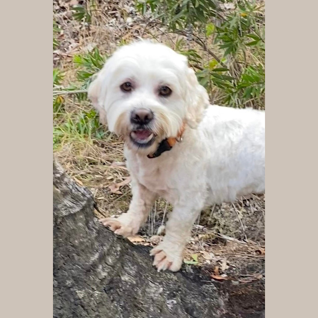 Photo of Benson Boony 