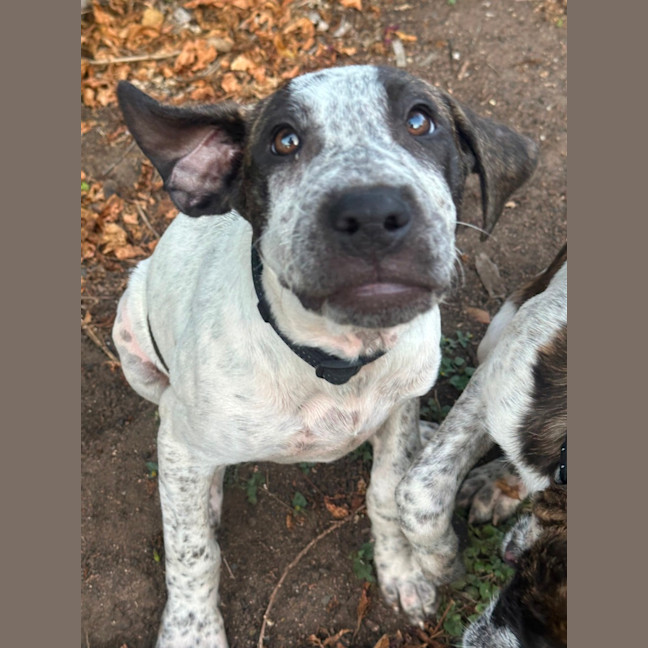 Photo of Greedy Smurf