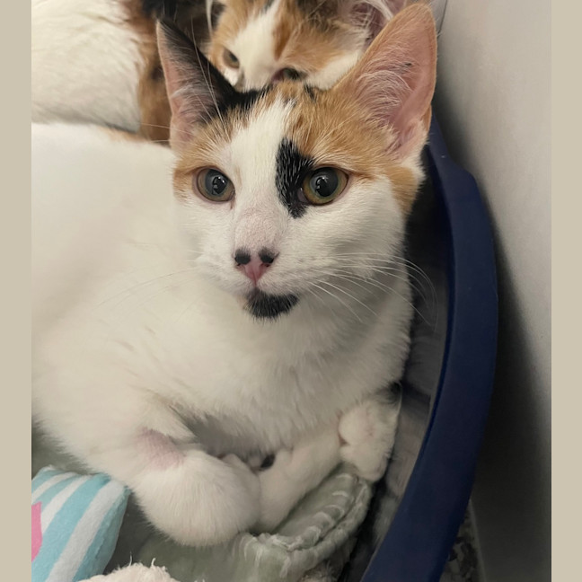 Photo of Peanut