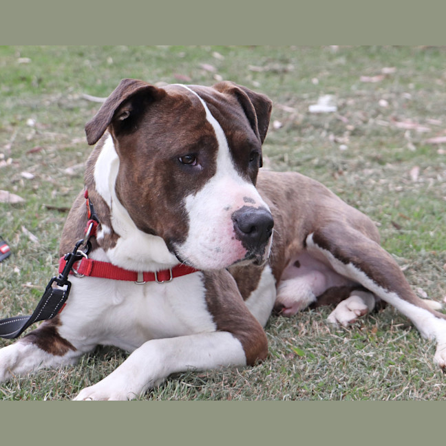 Photo of Ryker