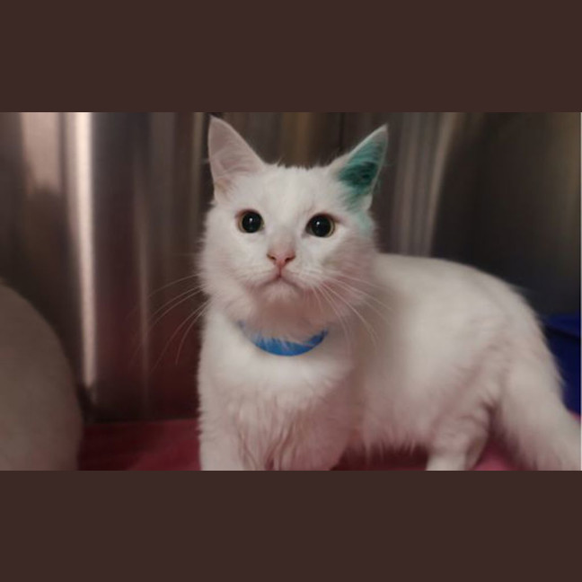 Photo of Lil Chip