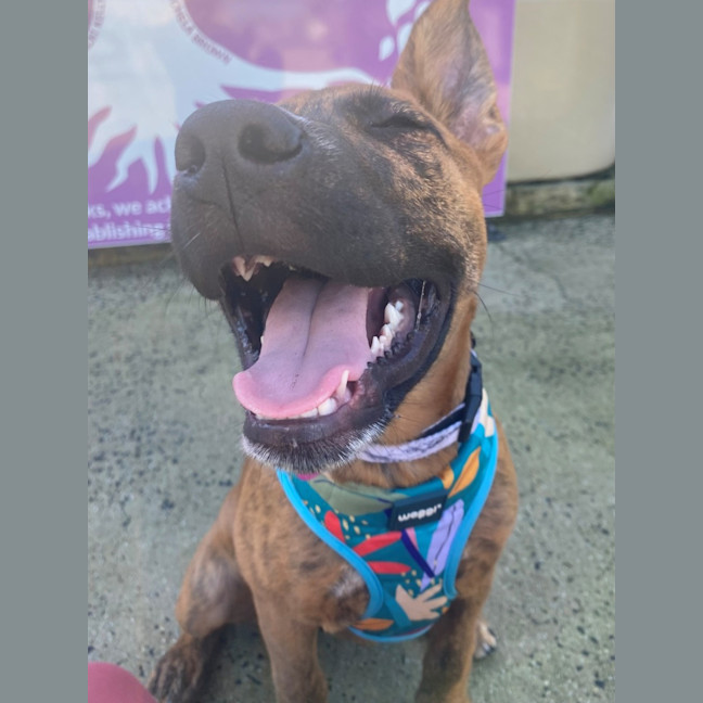 Photo of D1134 Jazzy