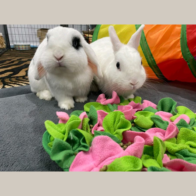 Photo of Luna (W Blot)