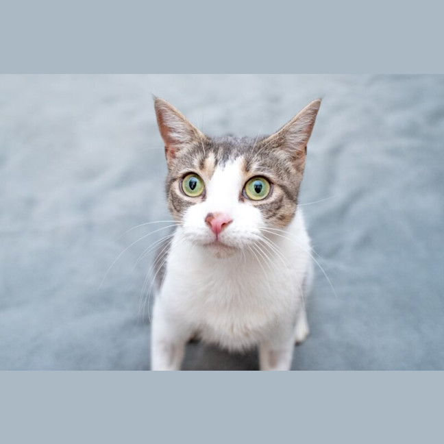 Photo of Pixie