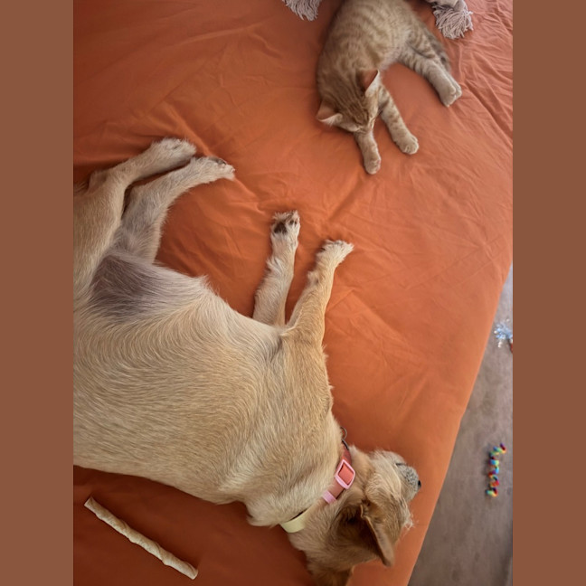 Photo of Scout