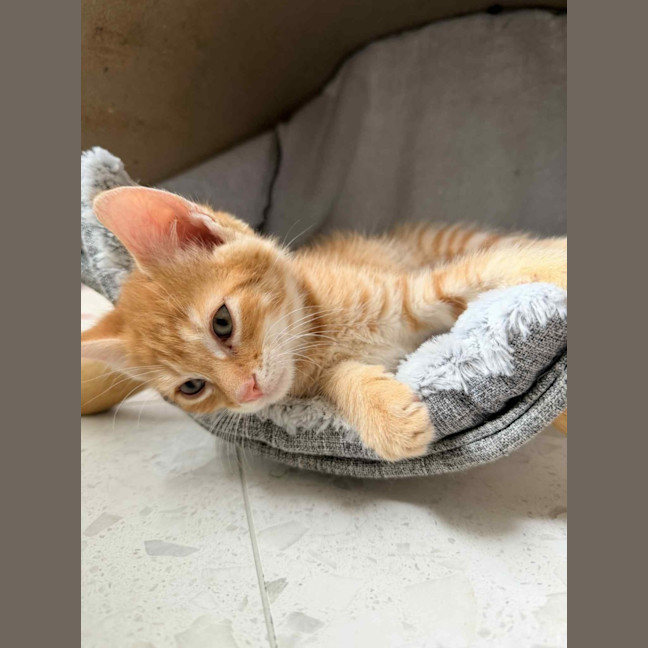 Photo of June & Simba 