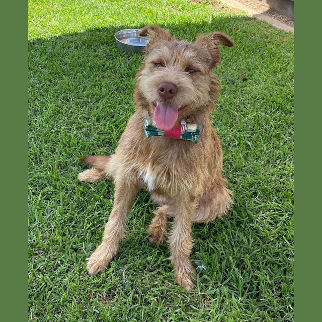 Photo of Oscar