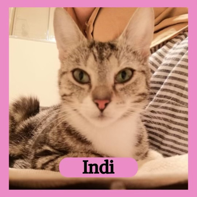 Photo of Indi