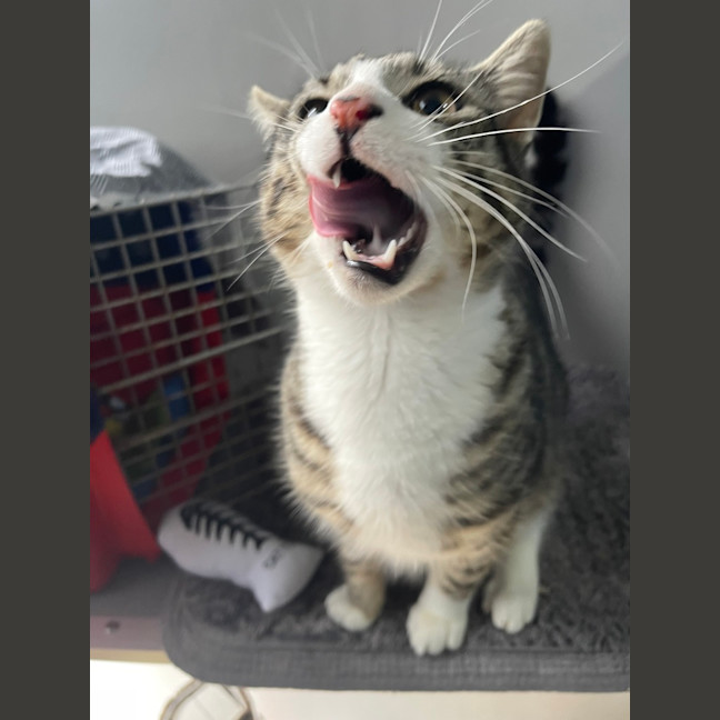Photo of Atticus