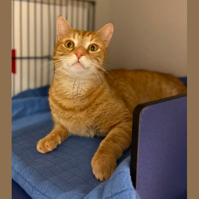 Photo of Barney