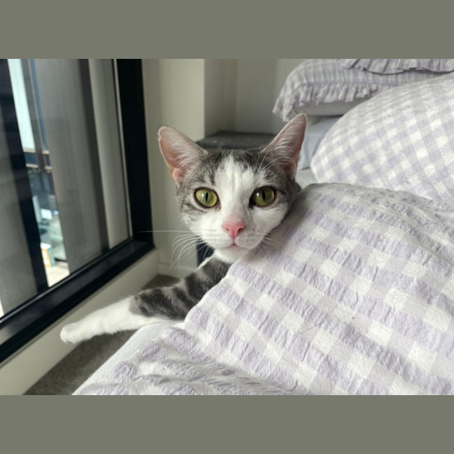 Photo of Luna Dragon