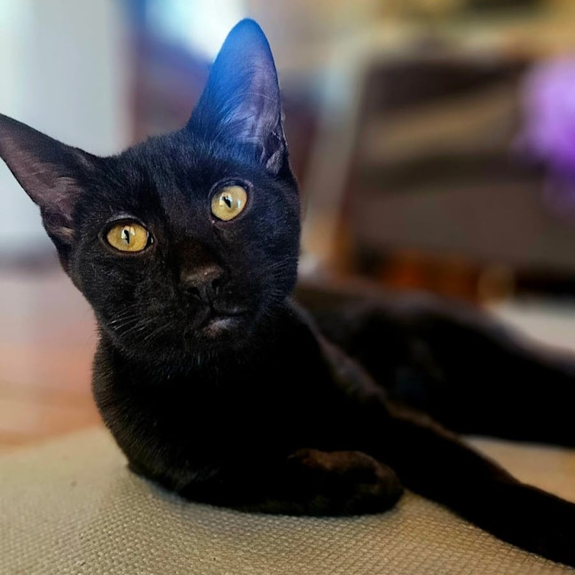 Photo of Fitzy
