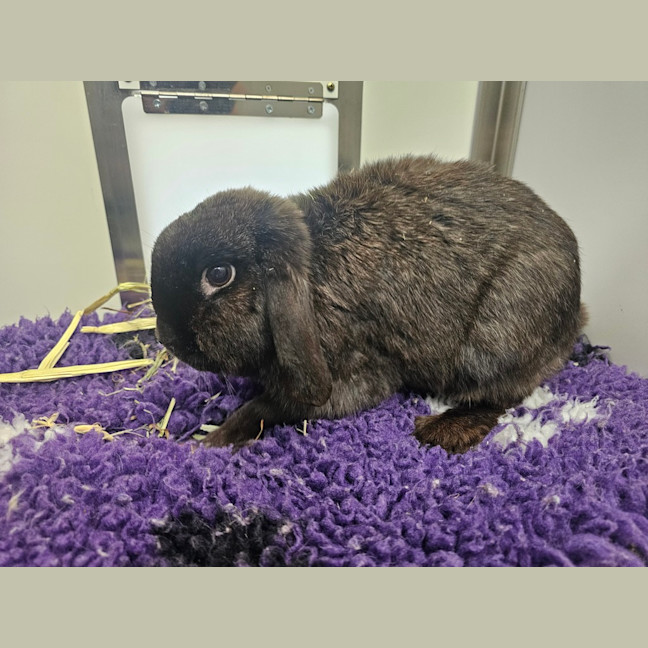 Photo of Midnight