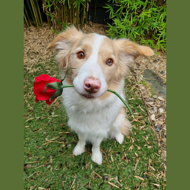 Photo of Lucky