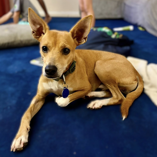 Photo of Buddy