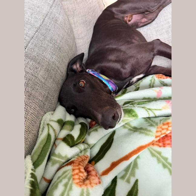 Photo of Frankie, The Greyhound 