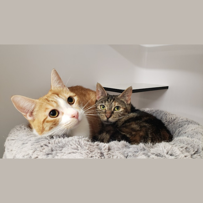 Photo of Mum Sua013024 & Ginger Ninja Sua013023