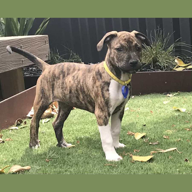Photo of Brooke   14 Week Old Ridgeback X 