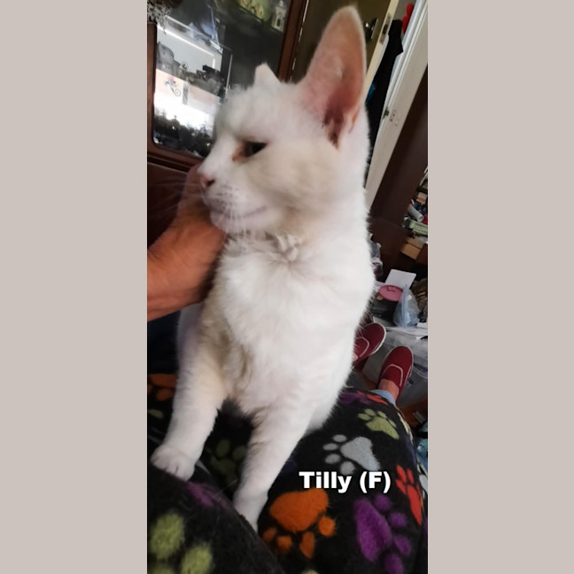 Photo of Tilly