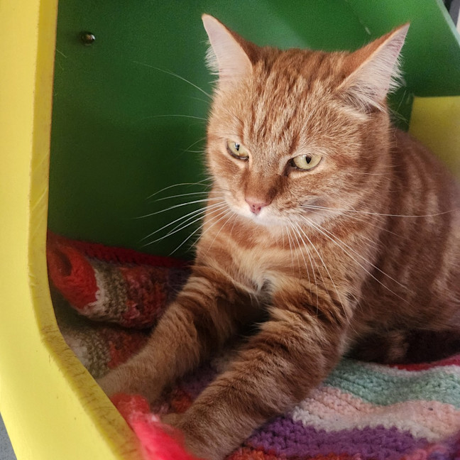 Photo of Honey