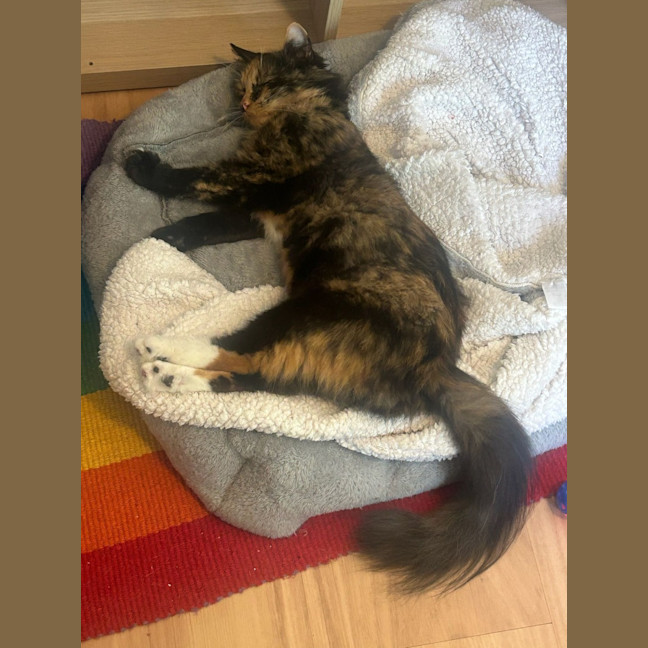 Photo of Honey