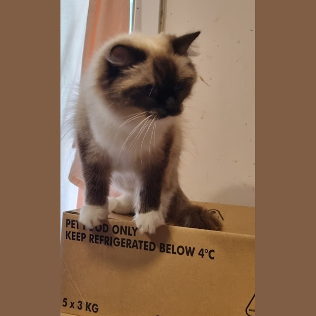 Photo of Piper
