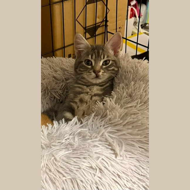Photo of Shadow