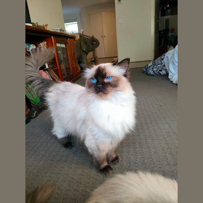 Photo of Sklya & Coco