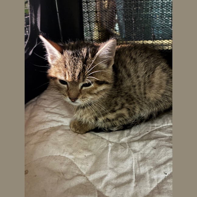 Photo of Fern