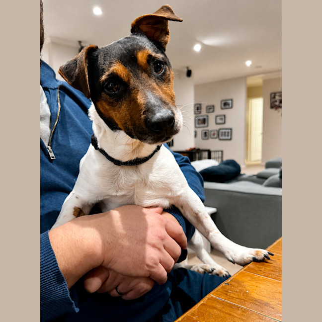 Photo of Max (Aka Remi)