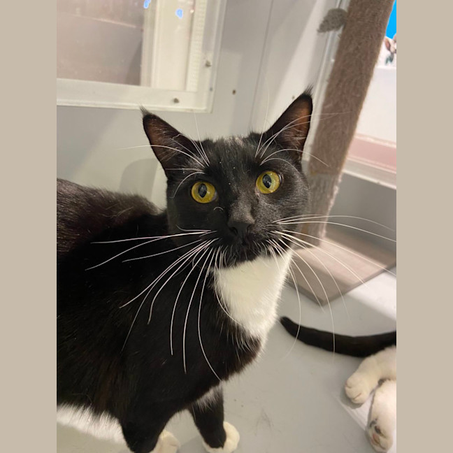 Photo of Stripe And Bandit   Located In Croydon