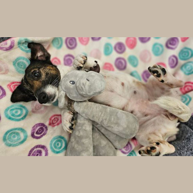 Photo of Rosie