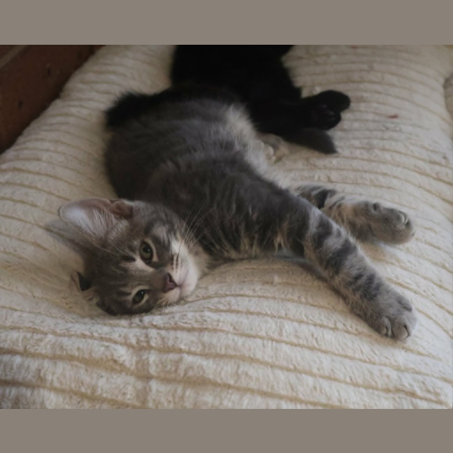 Photo of Mouse