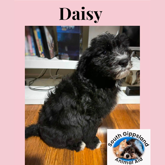 Photo of Puppies!!! Please Read Full Description