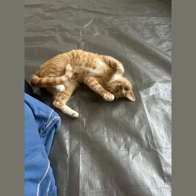 Photo of Mishka