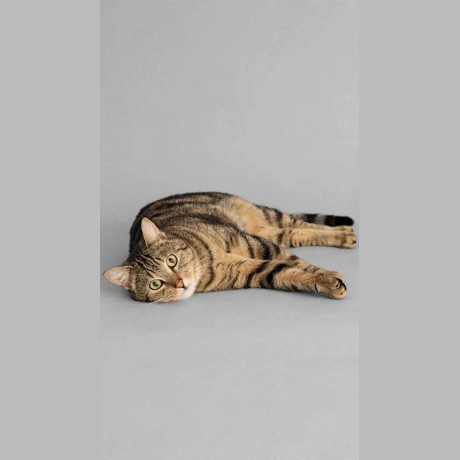 Photo of Captain 