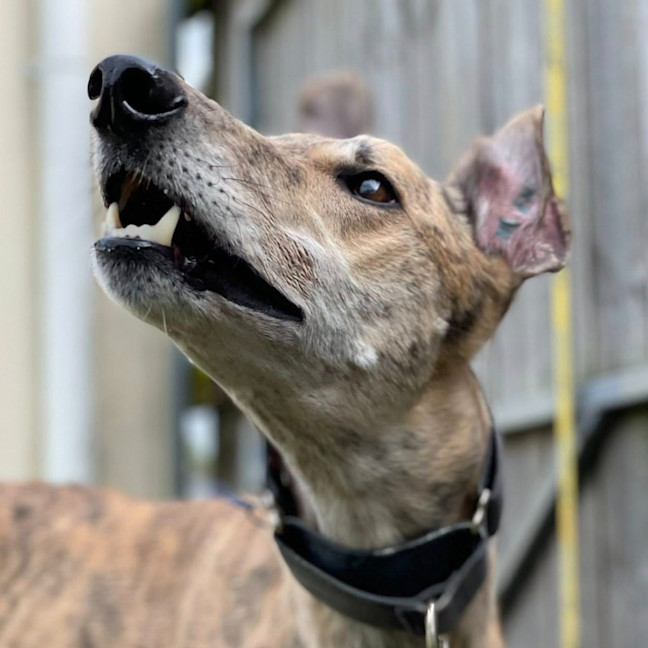 Photo of Maxwell The Greyhound