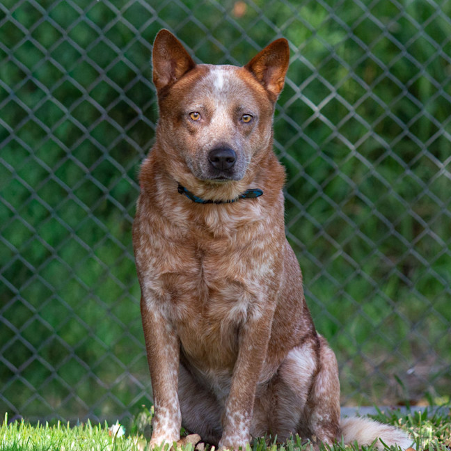 Photo of Trooper