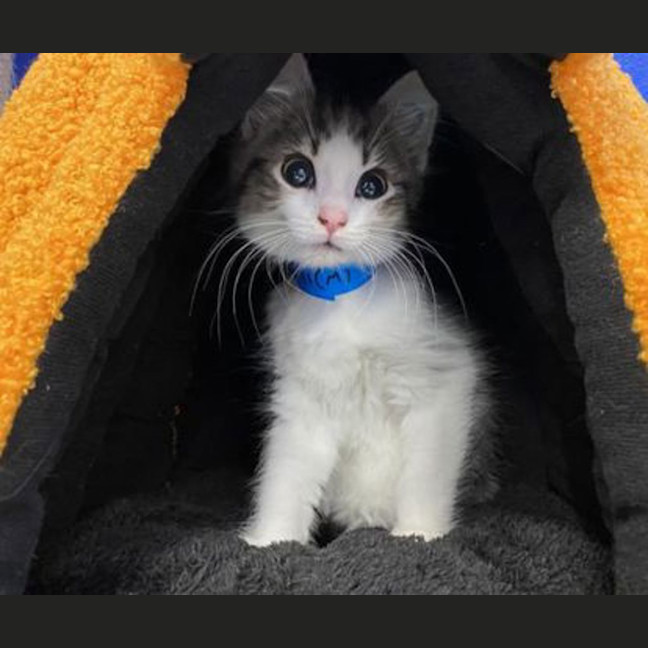 Photo of Pisho