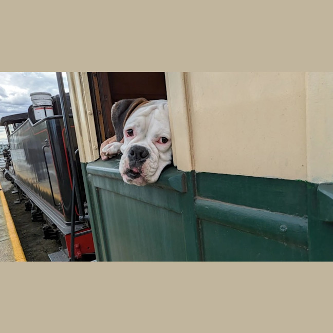 Photo of Odie