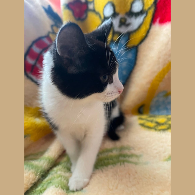 Photo of Huckleberry