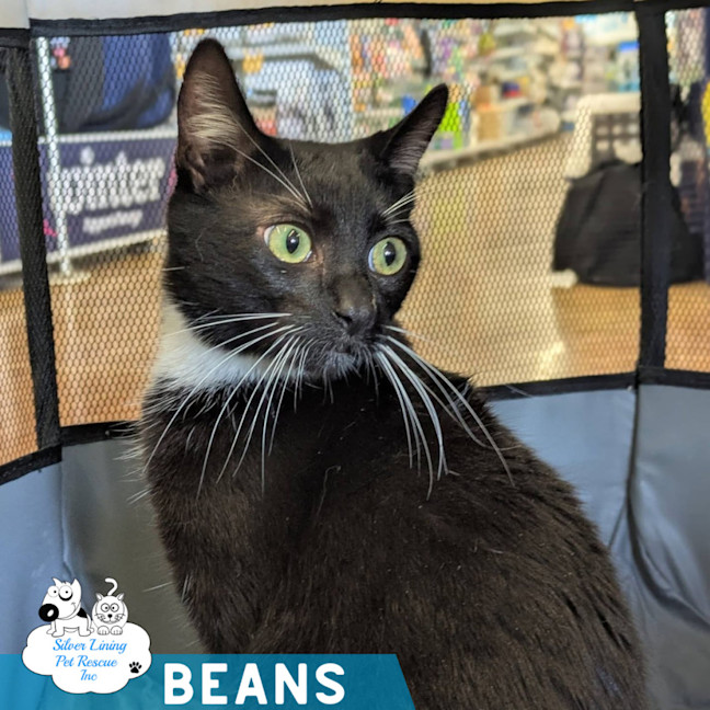 Photo of Beans