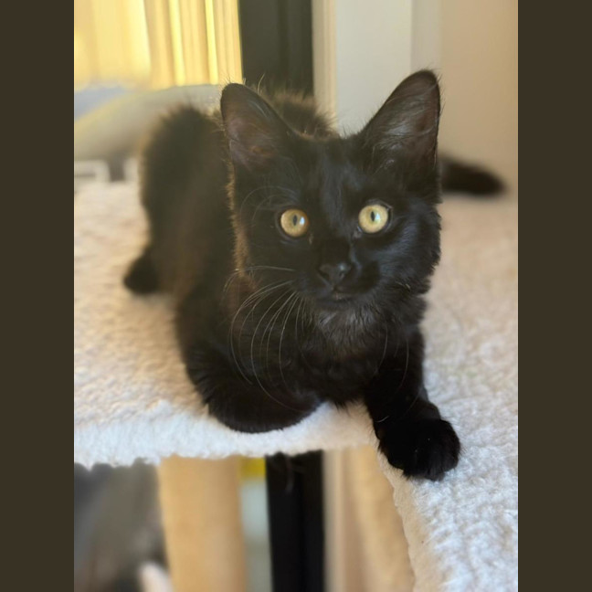 Photo of Upsy & Daisie