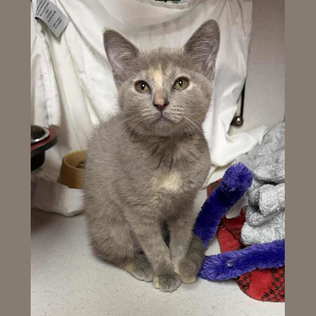 Photo of Misty